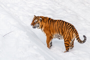 Fototapeta na wymiar beautiful panthera tigris on a snowy road
