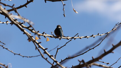 木の枝の上のカワセミの写真