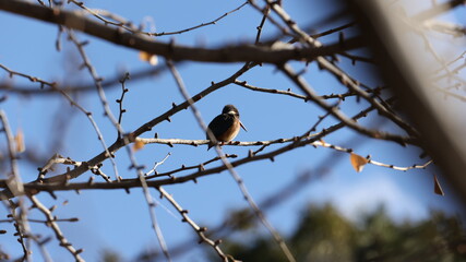 木の枝の上のカワセミの写真