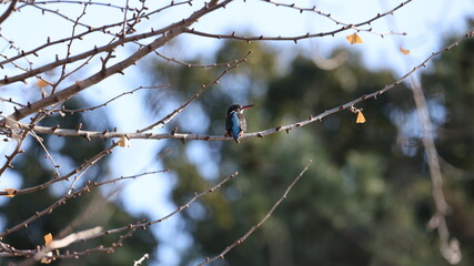 木の枝の上のカワセミの写真
