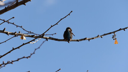 木の枝の上のカワセミの写真