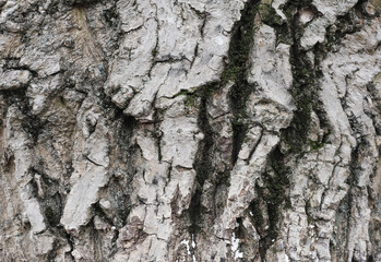 Walnut bark texture