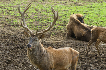 Portrait of red deer with big antler in wildlife park