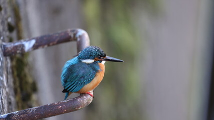 川辺の梯子でたたづむカワセミの写真