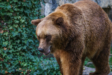 Naklejka na ściany i meble Brown bear walking in zoo