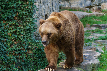 Fototapeta na wymiar Brown bear walking in zoo