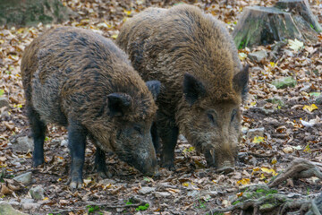 Naklejka na ściany i meble Two wild boars in autumn forest searching for food