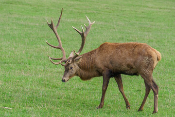 Obraz premium red deer with big antler in wildlife park
