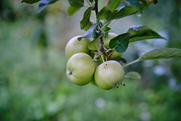 Green apples on a branch ready to be harvested, outdoors, selective focus