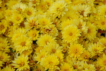 multi-colored flower beds of beautiful chrysanthemums