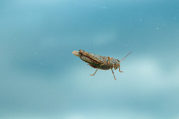 wonderful Grasshopper against a blue sky