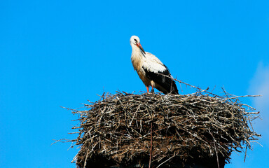 A White Stork at its nest in the village Bergenhusen, Schleswig-Holstein, Germany