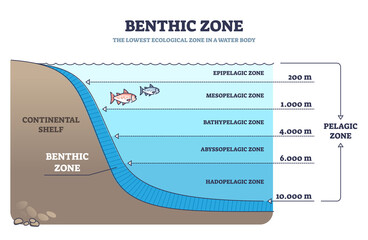 Benthic zone in ocean as lowest and deepest ecological zone outline diagram. Labeled educational scheme with water body layers description and examples vector illustration. Pelagic geological division © VectorMine