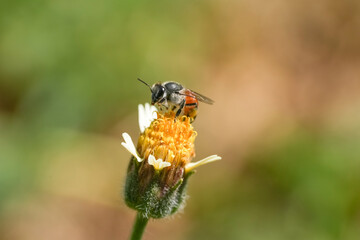 Flying honey bee collecting pollen at yellow flower. Bee flying over the yellow flower	
