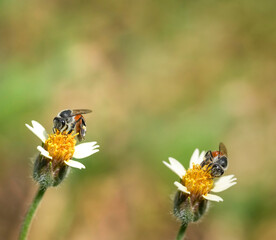 Flying honey bee collecting pollen at yellow flower. Bee flying over the yellow flower	

