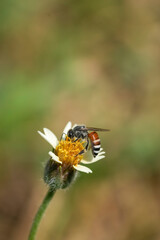 Flying honey bee collecting pollen at yellow flower. Bee flying over the yellow flower	
