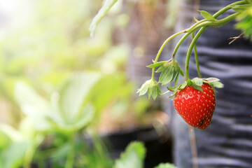 Fresh strawberries and plants in the sun