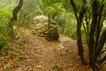 Forest Hiking trail, Mount Meron, on a foggy winter day