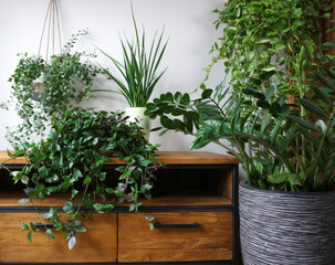 Different organic indoor plants in living room with decorations on the table. Composition of home garden green industrial interior. Urban jungle interior with houseplants. green concept for magazine.