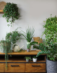 Different organic indoor plants in living room with decorations on the table. Composition of home...