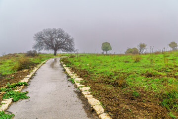 Footpath, trees, on foggy winter day. Tel Kedesh, Upper Galilee