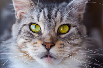 the muzzle of a Maine Coon cat