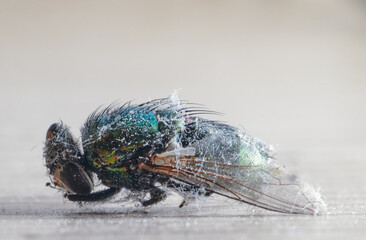 Dead fly lying wrapped in dust closeip