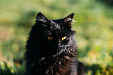 Naklejka na ściany i meble Black cat breeds. National black cat day. Cute black cat with golden eyes on nature background. Outdoor portrait of black cat on green lawn.