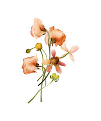 Hand-drawn watercolor floral bouquet with red terracotta flowers, dahlia, buds. Spring, summer arrangement. Garden botanical illustration isolated on white background for wedding invitations, cards