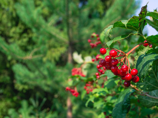 Obraz premium Ripe red viburnum fruits on a background of green leaves in the forest. Viburnum vulgaris(Latin Vibúrnum oculus) is a deciduous woody plant. Red berries and green foliage on the tree in summer.