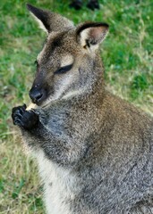 Portrait d’un kangourou wallaby tenant de la nourriture dans ses pattes