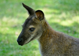 Naklejka na ściany i meble Portrait d’un kangourou wallaby 