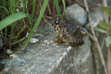 つぶらな瞳が、どこか可愛いカエルくん。