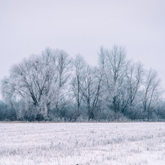 Overgrowth, bushes, trees and meadow in snow and magical frost. Winter fairy-tale landscape