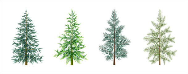 Set of christmas trees on the white background. Vector winter fir in cartoon style.
