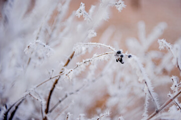 Under the environment of snowy weather in winter, the branches and leaves of plants are covered with frost
