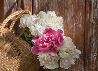 Flowers of pink red and white peonies in wicker basket on wooden table against wooden background