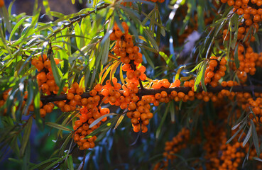 Naklejka na ściany i meble Sea-buckthorn branch with bright ripe berries illuminated by sunlight, close-up