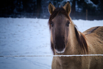 Konik Horse Winter © chrilech