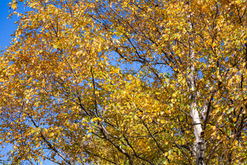 Autumn gold leaves of tree as background. Autumn foliage against blue sky