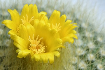 Piękny kwiat kaktusa Parodia chrysacanthion  - obrazy, fototapety, plakaty