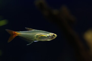 Zwinnik Filigera (Prionobrama filigera) © Lancan