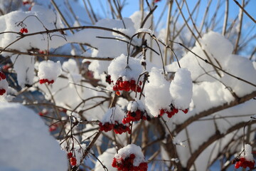 snow-covered branches and frozen viburnum berries