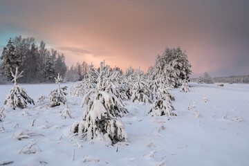 Fresh snow clad young pine trees with the sunset colored blizzard sky background
