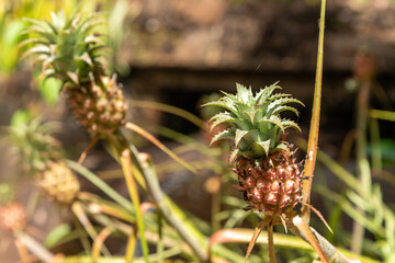 Close-up on little pineapple in bloom