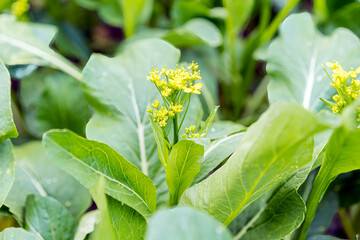 Cantonese flowers in an organic vegetable plot