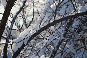 Fototapeta na wymiar branches of trees and shrubs covered with freshly fallen snow