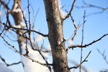 branches of trees and shrubs covered with freshly fallen snow
