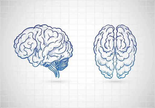 Hand drawn brains sketch design