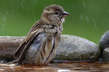 A young sparrow bathes in the water of a bird watering hole. Moravia. Europe.